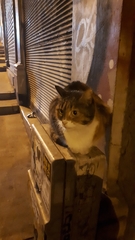Felis catus