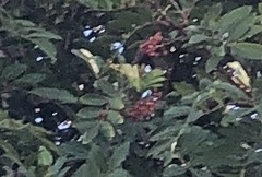 Schinus terebinthifolia