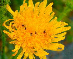 Sonchus arvensis