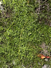 Asparagus