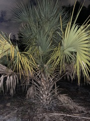 Coryphoideae