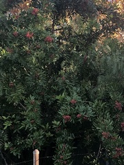 Schinus terebinthifolia