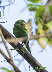 Eupsittula nana