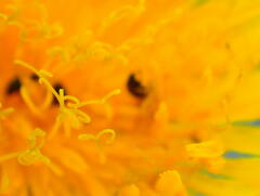 Sonchus arvensis