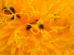 Sonchus arvensis