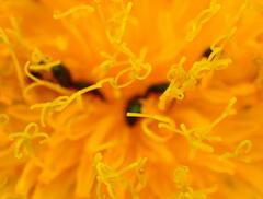 Sonchus arvensis