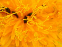 Sonchus arvensis
