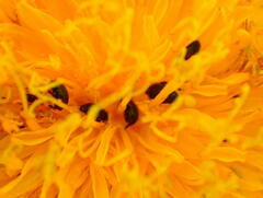 Sonchus arvensis