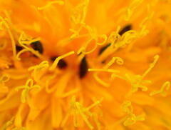 Sonchus arvensis