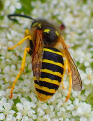 Dolichovespula sylvestris