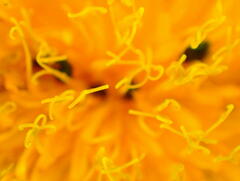 Sonchus arvensis