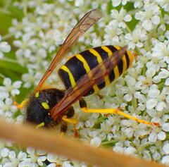 Dolichovespula sylvestris