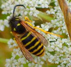 Dolichovespula sylvestris