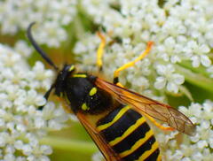 Dolichovespula sylvestris