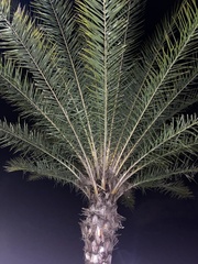 Sabal palmetto