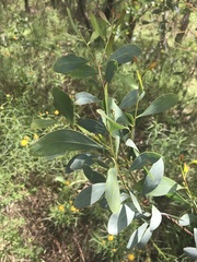Acacia penninervis