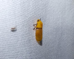 Monecphora cingulata