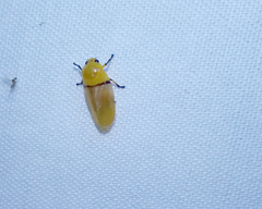 Monecphora cingulata