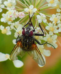 Muscidae