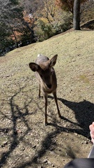 Cervus nippon centralis