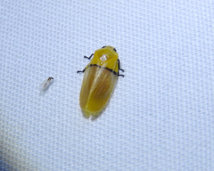 Monecphora cingulata
