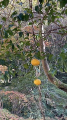 Citrus
