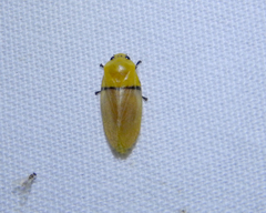 Monecphora cingulata