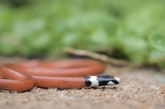 Apostolepis assimilis