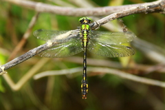 Ophiogomphus mainensis