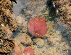 Siderastrea stellata