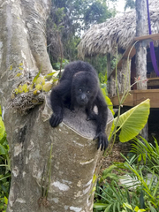 Alouatta pigra