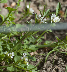Cardamine