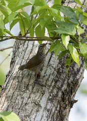 Pheugopedius maculipectus