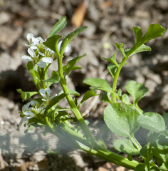 Cardamine