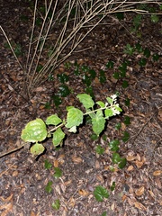 Malvaviscus arboreus