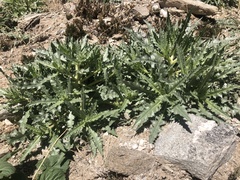 Mentzelia involucrata