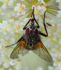 Muscidae