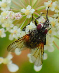 Muscidae