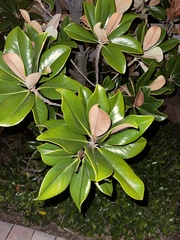 Ficus elastica