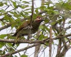Colaptes rubiginosus