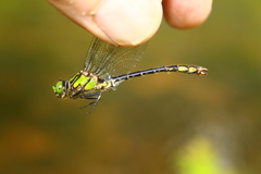 Ophiogomphus mainensis