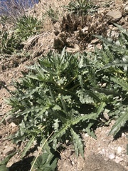 Mentzelia involucrata