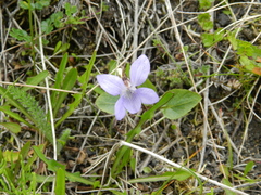 Viola canina