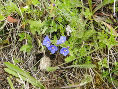 Veronica fruticans
