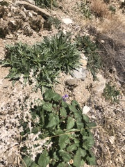 Mentzelia involucrata