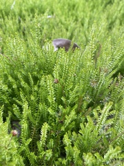 Selaginella uliginosa