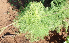 Notobubon ferulaceum