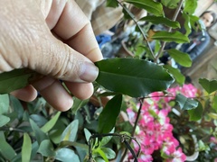 Photinia serratifolia