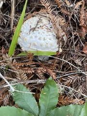 Amanita smithiana