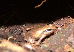 Craugastor mexicanus